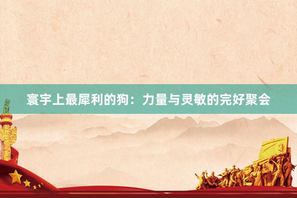 寰宇上最犀利的狗:力量与灵敏的完好聚会